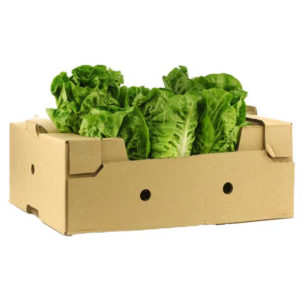 Gem Lettuce Box @SaveCo Online Ltd
